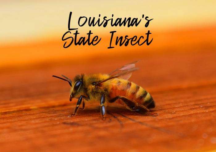 Louisana's State Insect