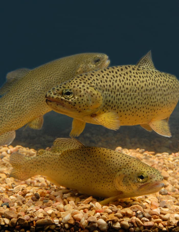 One reason for the name of the fish is that there is an appearance of a black "war paint" stripe through each eye. Others believe the eye appears to have a mask in it.