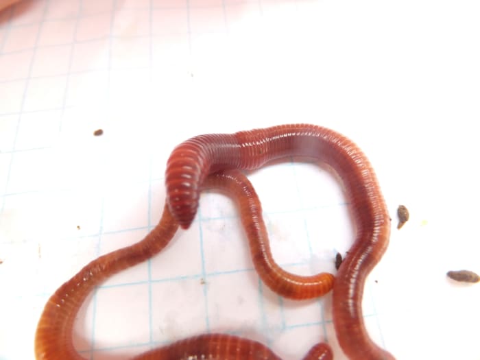 How To Identify The European Nightcrawler Composting Worm - Dengarden