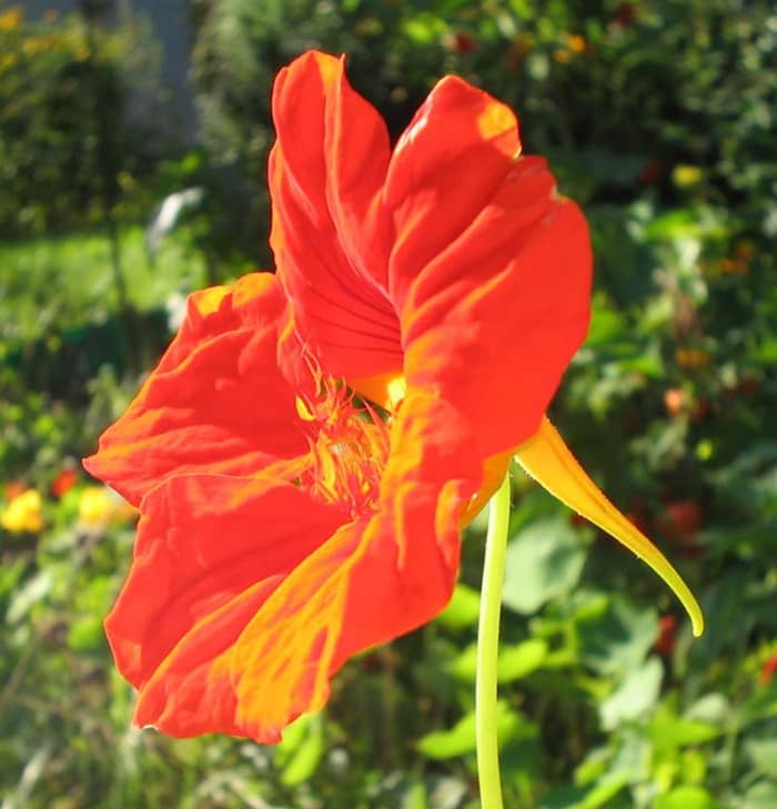 How To Grow Nasturtium, An Edible Flower - Dengarden