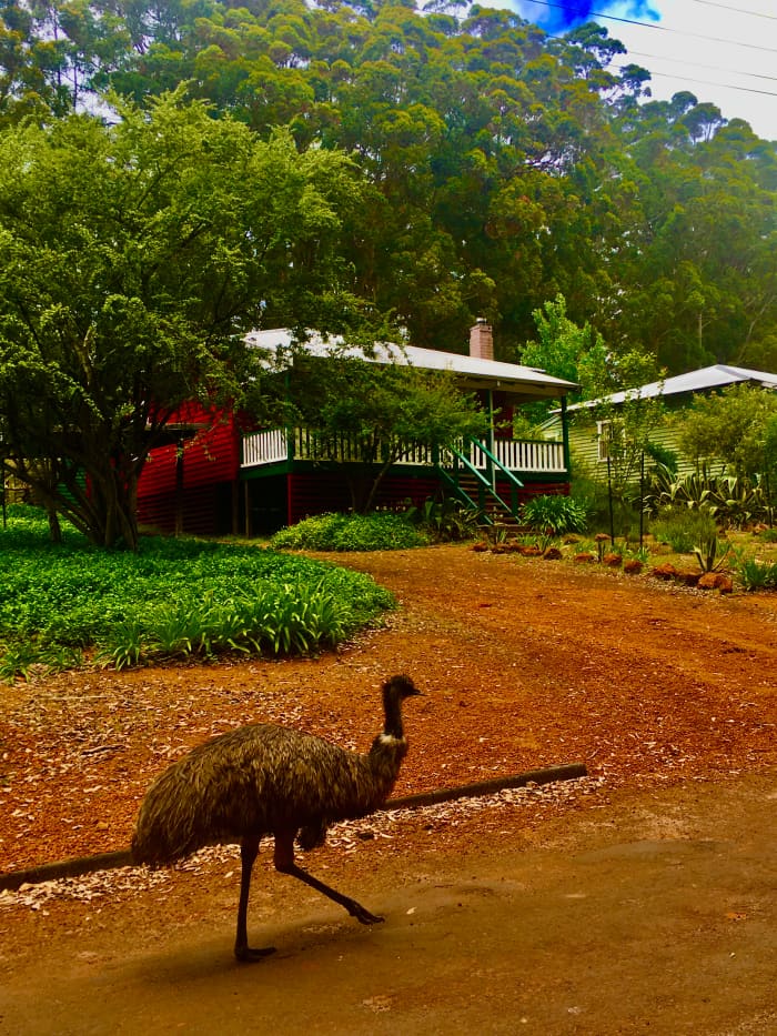 "My heart breaks to see them left next to road injured with tourists zooming off leaving them to die." She nodded feeding a little joey hanging in a pouch on the wall.