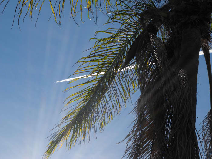 Another example of a "Pencil Thin Line" being distributed by a low flying plane directly in the city limits.... basically "crop dusting" an entire neighborhood with toxic chemicals so thick that it made your knees buckle.