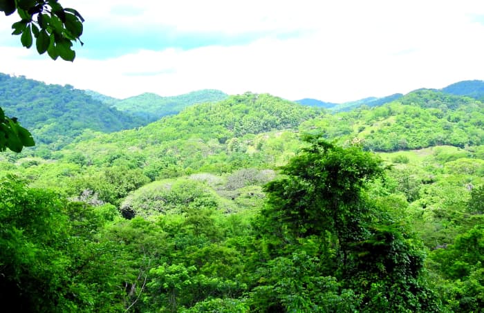 Our view from our Canopy Zip Line tour. We could hear the Howler monkeys in the distance!