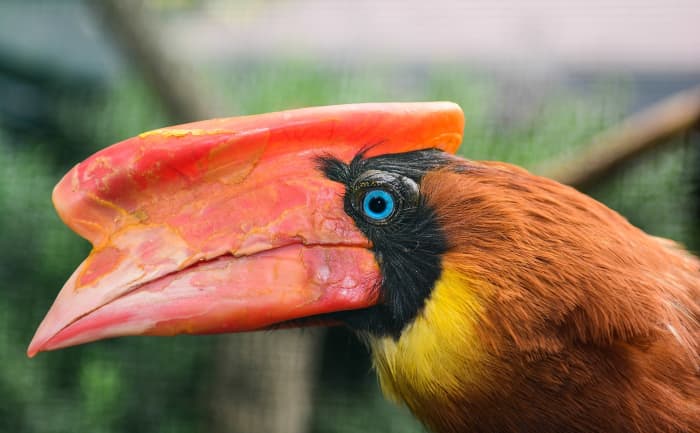 10 Most Beautiful Birds having Unique Beaks - HubPages