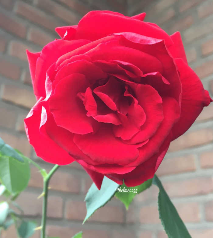 Gorgeous organically grown red rose.