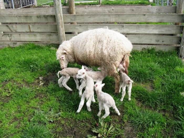 Finnsheep с пятерняшками Finn-Texel