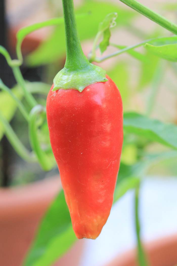 A beautiful cayenne pepper growing in a botanical garden