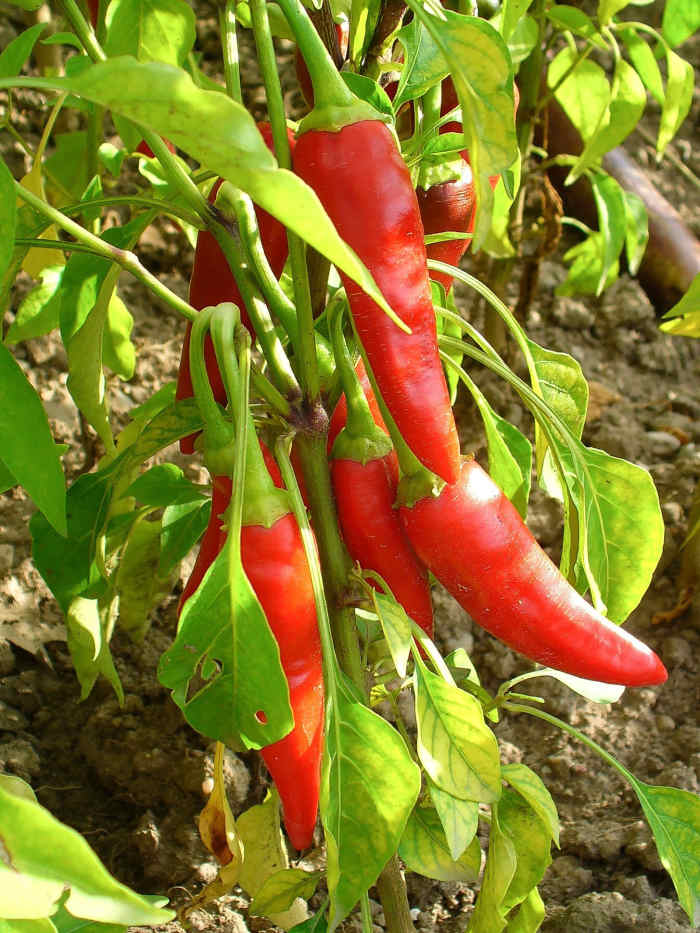 Cayenne peppers in a botanical garden