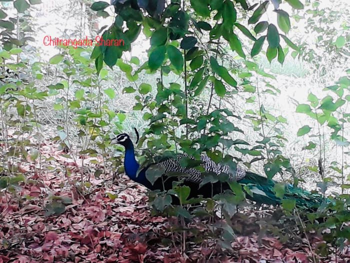 Spotted this beautiful Peacock, during our visit to Sariska National Park, Rajasthan, India
