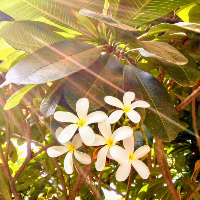 Walking along these fragrant flowers in the early morning, makes you stress free
