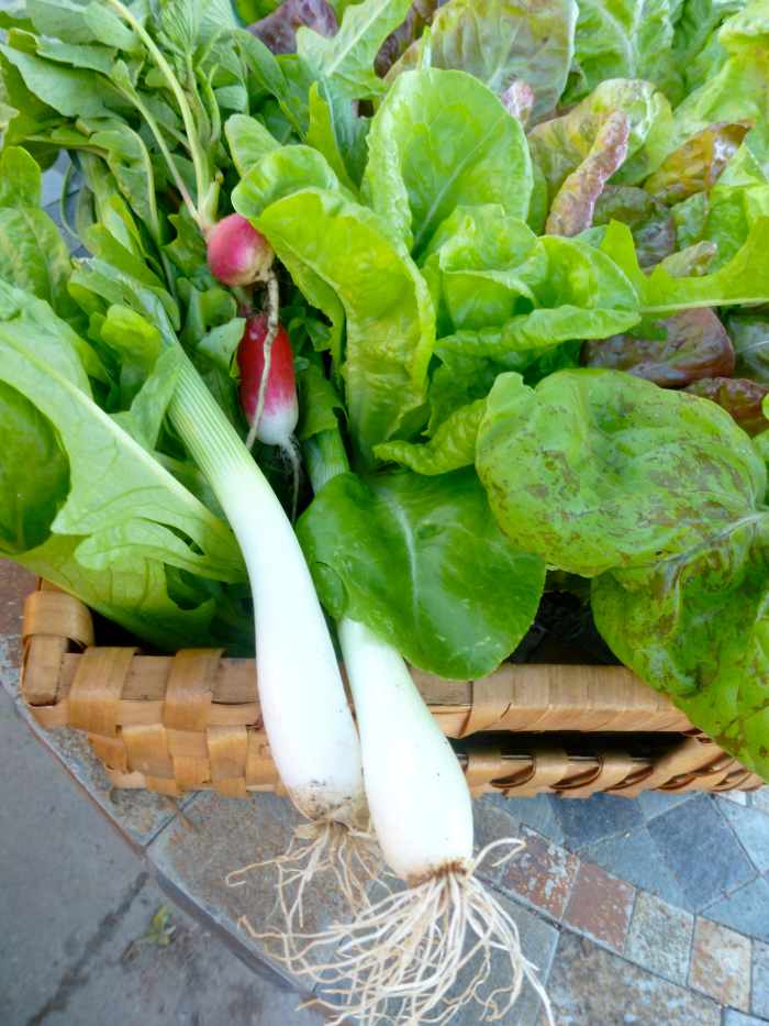 Thinning onions for early spring green onions also means plenty of room for the remaining onions to grow large bulbs.