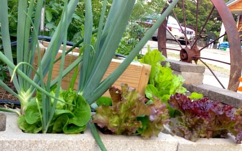 A raised bed made of concrete blocks adds extra garden space for lettuce and onions.
