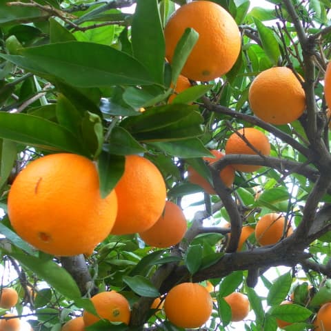 Oranges - With Recipe for Making Homemade Navel Orange Jam or Marmalade ...