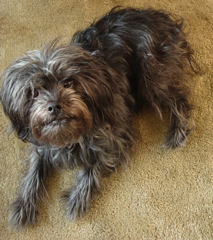 Pictured here is a grey Affenpinscher. Although most in this breed maintain a solid black coloration, the Affenpinscher comes in a wide array of colors.