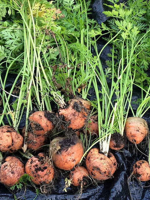 Globe carrots can be perfect for growing in pot and container.