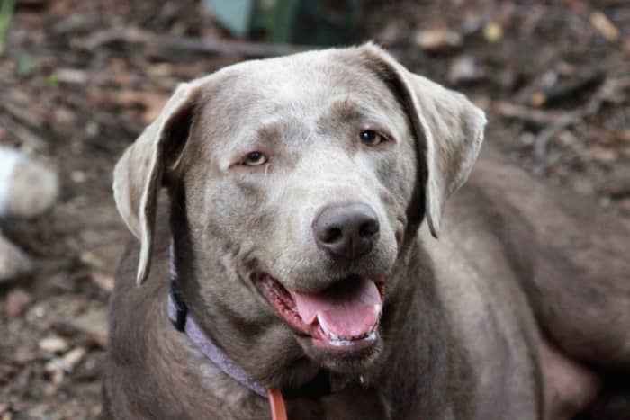 This is a rare Silver Labrador. Note the wide head, relaxed stance, full body type and grey-silver colored coat.