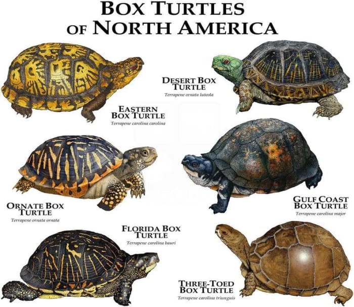 What You Should Know About Eastern Box Turtles - HubPages