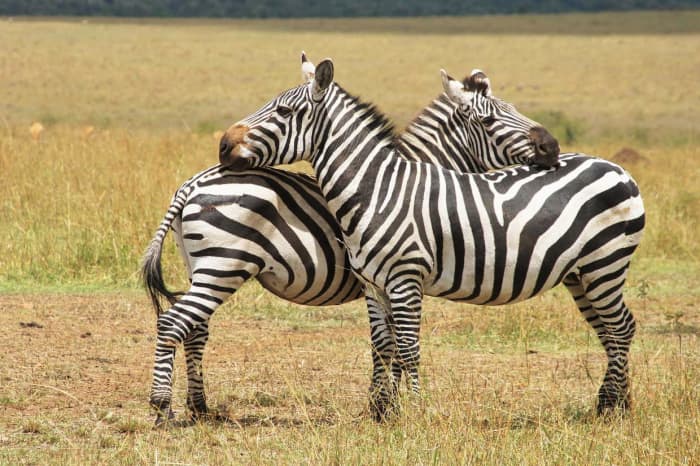 Zebras, looking like butterflies.