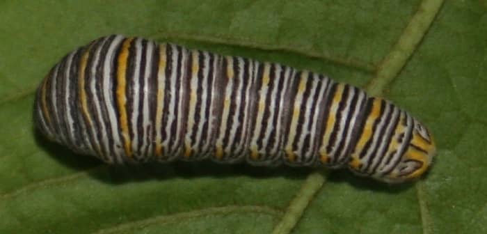 Zebra swallowtail caterpillar, dark form