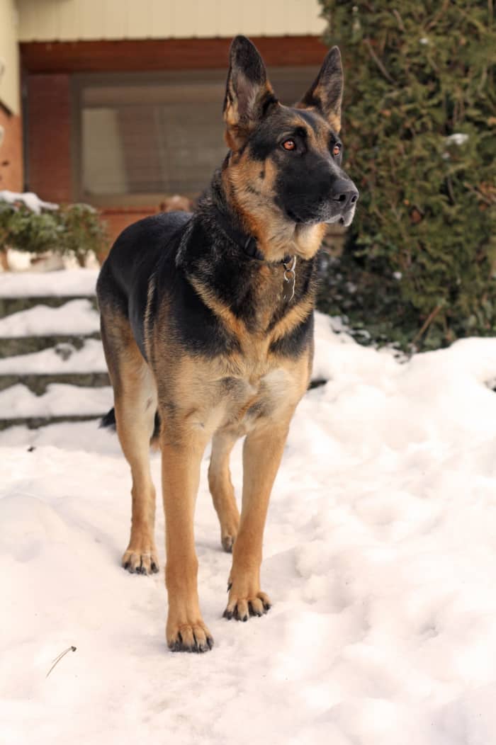 Correct front posture should see the elbows straight and beneath the body, and the wrists straight with the front paws facing forward.