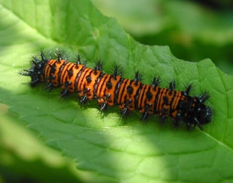 Caterpillar of the Baltimore Checkerspot