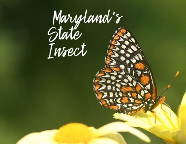 Maryland's State Insect