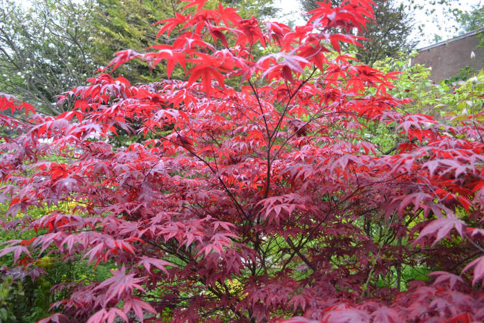 Japanese maple are very popular plants, they are expensive to buy, but are easily propagated from cuttings or seeds. Plants grown from cuttings will look like the parent plant while those grown from seed may look different, Image from Jo's garden