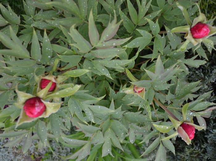 Used to line walkways, in mixed border or low hedges, peonies will always blow you away. Peony plants have been known to survive for 100 years.