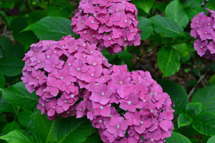 There are about 23 different types of hydrangea species, all stunningly beautiful and sure to bring a touch of magic to any garden.