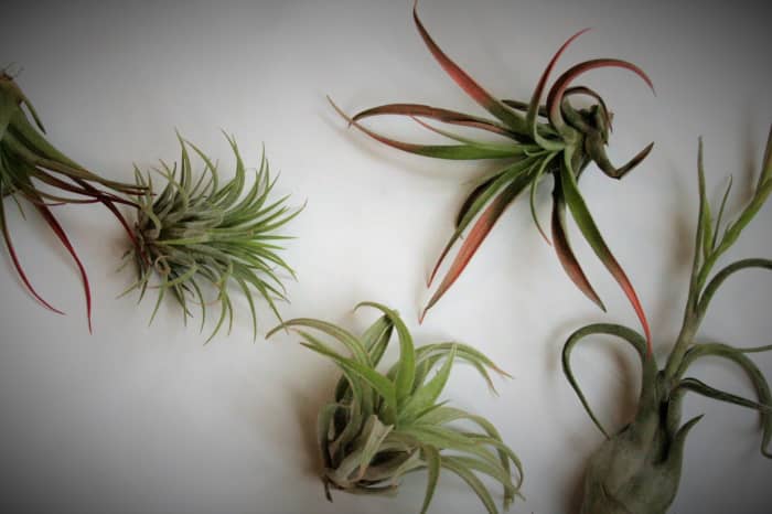 I took this pic just after purchasing my tillies. From left to right, they are T. brachycaulos, T. ionantha, T. xenographica, another T. brachycaulos, and T. bulbosa.