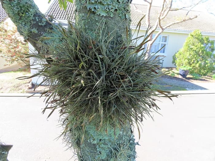 In nature, tillies attach themselves by their roots onto trees, other plants and rocks, forming masses as they produce pups.