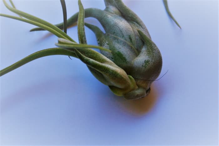A closeup of T. bulbosa with pup. Note the undeveloped root. If you frequently move your tillie houseplants like I do, their roots won't form attachments.
