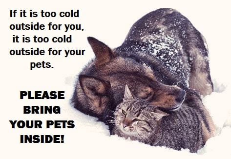 How to Treat Hypothermia in Cats - HubPages