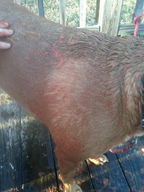 Skunked! What to do When Your Dog Gets Sprayed HubPages