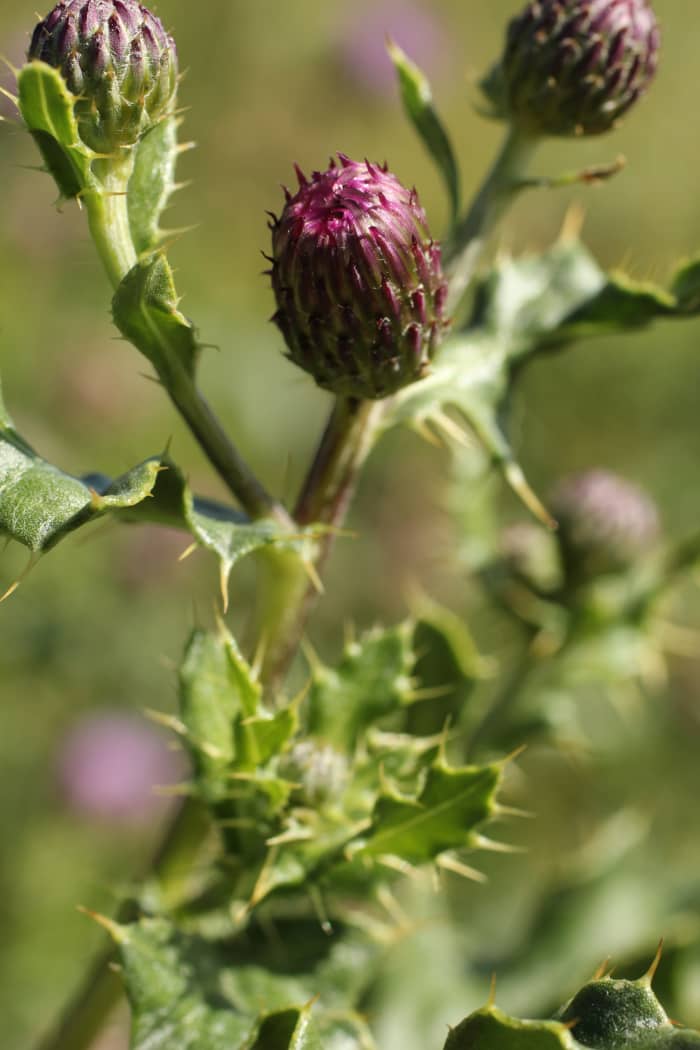 The Good and the Bad of Prickly Thistles - HubPages