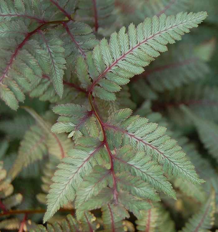 How to Grow Japanese Painted Fern, a Colorful Fern HubPages