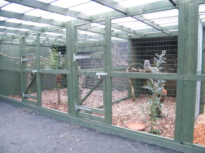 Can You Own an Owl as a Pet and How Do You Care for One? PetHelpful