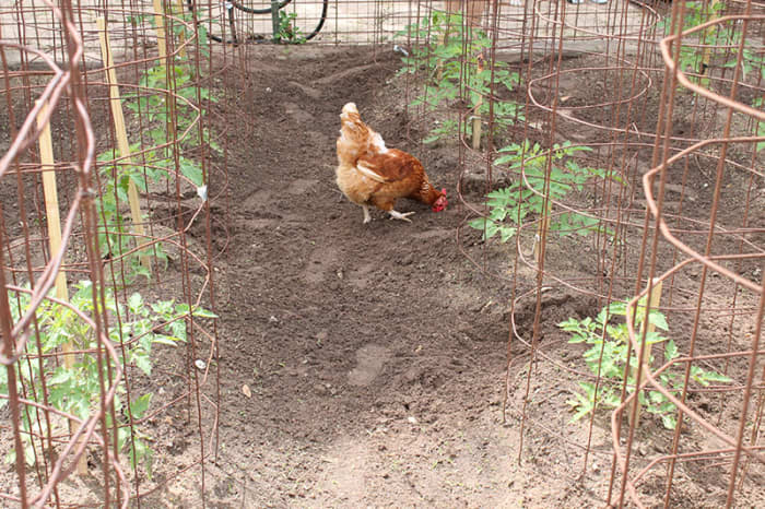 Many are turning back to raising chickens in their back yards. Free range chickens help to reduce bugs while the provide a family with fresh eggs.