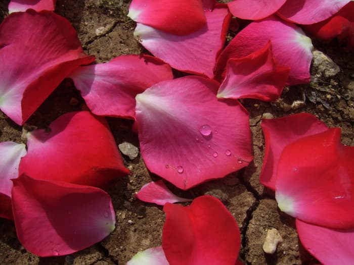 Rose petals, like the red rose, means passion and love. Petals are a romantic addition to a candle light dinner or love letter.