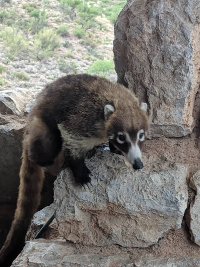 A White nosed Coatimundi (Nasua narica) looking toward tourists in Tucson's Colossal Cave Mountain Park