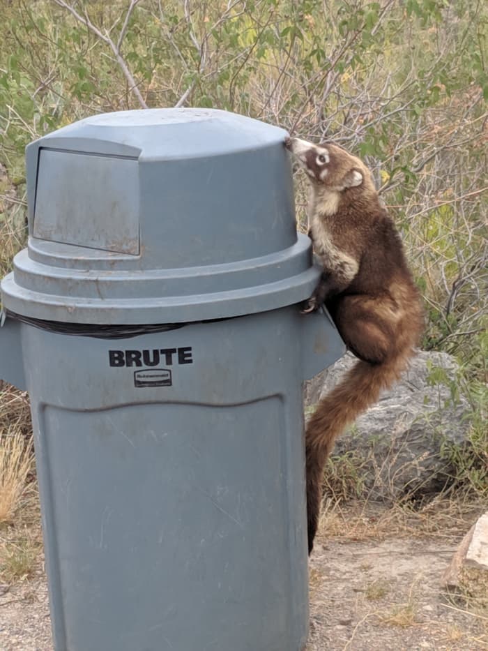The Coati probably had previous experience as he knew the best way to climb up and where to enter the trashcan