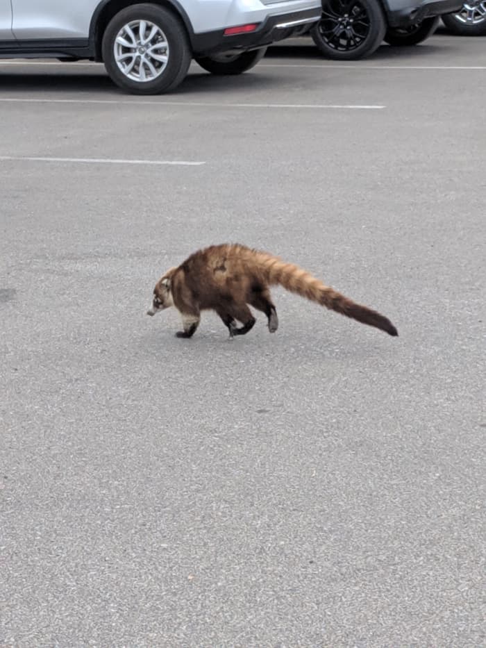 This Coati, knowing (probably from past success) that the trashcan will probably contain food, heads across parking lot toward the trashcan