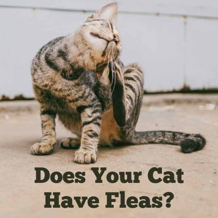 How to Tell if Your Cat Has Fleas 5 Common Signs PetHelpful