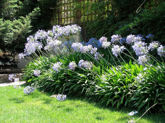 How to Grow Agapanthus (Lily of the Nile) Indoors or Outdoors - HubPages