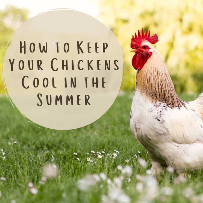 How To Keep Chickens Cool In The Summer - PetHelpful