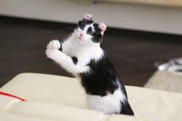 20 Black And White Cat Breeds - PetHelpful