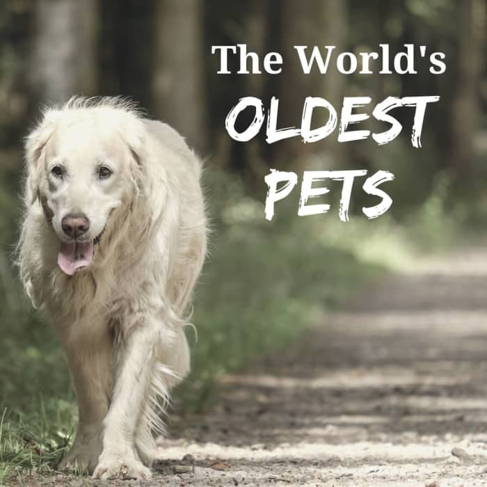 Самые старые домашние животные в мире.