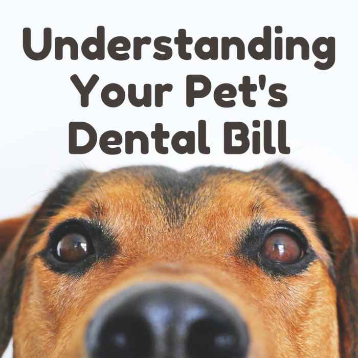 Your Pet's Dental or TeethCleaning Bill Explained PetHelpful