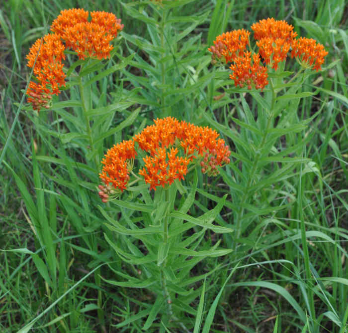7 Great Reasons for Growing Milkweed Plants Dengarden