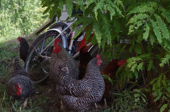 11 Reasons Why We Love Keeping Chickens - HubPages